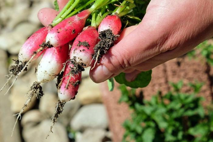 VRTLARENJE: Kako uspješno uzgajati povrće u vlastitom vrtu?