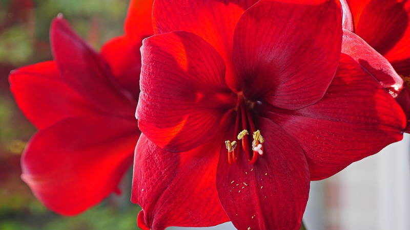 AMARILIS: Kako njegovati cvijet pred čijom ljepotom nitko ne ostaje ravnodušan