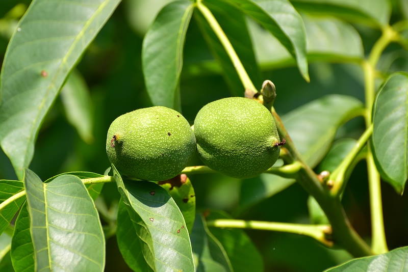 ZELENI ORAH: Ljekovita svojstva lista i nezrelog ploda oraha