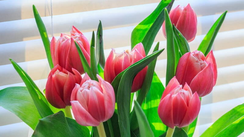 VOLITE TULIPANE? 10 savjeta uz koje će vam ovi divni cvjetovi dugo ostati svježi
