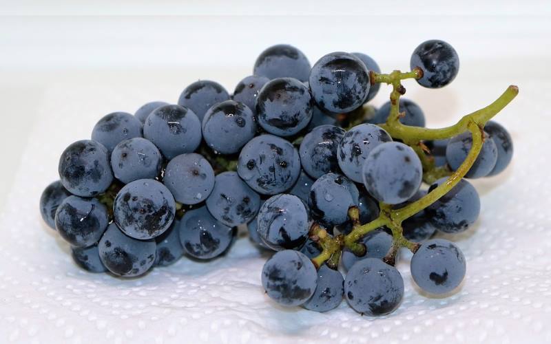 Grožđe usporava starenje i sprječava demenciju, a naročito je zdravo crno grožđe