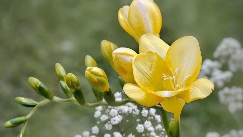 FREZIJA: Mirisni cvijet nježnih boja, idealan za bukete i vaze