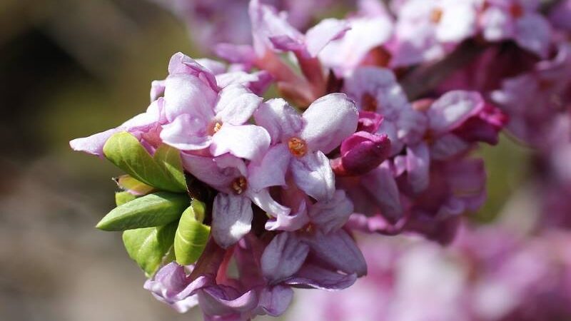 DAFNA: Raskošni zimski cvijet nevjerojatnog mirisa
